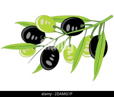 La branche avec des olives sur fond blanc est isolée Illustration de Vecteur