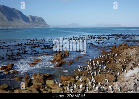 Manchots africains (Spheniscus demersus), colonie de pingouins Boulders, baie de Bettys, parc national de Table Mountain, province du Cap Afrique du Sud 24 sept 2012 Banque D'Images