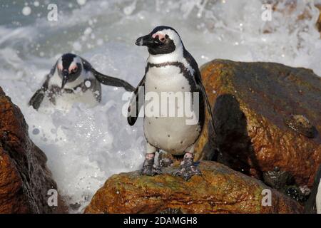 Manchots africains (Spheniscus demersus), colonie de pingouins Boulders, baie de Bettys, parc national de Table Mountain, province du Cap, Afrique du Sud 24 sept 2012 Banque D'Images