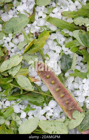 Pierres de grêle et feuilles et tiges cassées, après une tempête de grêle, jardin botanique tropical Xishuangbanna, Jinghong, Yunnan, Chine Déc 2012 Banque D'Images