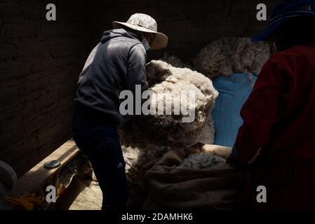 Huanacamaya, Pérou. 08 novembre 2020. Une haveuse alpaca place la fibre dans un sac pendant le cisaillement. Les alpagas sont toujours cisaillés à la main dans cette région parce que les machines électriques sont trop chères - et ne peuvent pas être utilisées dans des zones sans électricité de toute façon. La tonte a presque toujours lieu en novembre, « avant la pluie ». Selon l'Association des exportateurs péruviens (ADEX), le pays sud-américain aura exporté des fibres d'alpaga d'une valeur de 57,483,000 USD en 2019. Credit: Uriel Montufar/dpa/Alay Live News Banque D'Images