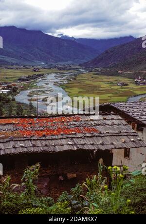 Les piments s'étendent jusqu'à sécher dans la vallée de Paro, au Bhoutan Banque D'Images