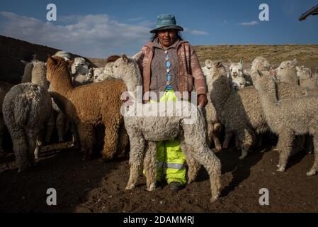 Huanacamaya, Pérou. 08 novembre 2020. Une femme hante une petite alpaga avant le début de la tonte. Les alpagas sont toujours cisaillés à la main dans cette région parce que les machines à cisailler électriques sont trop chères - et ne peuvent pas être utilisées dans des zones sans électricité de toute façon. La tonte a presque toujours lieu en novembre, « avant la pluie ». Selon l'Association des exportateurs péruviens (ADEX), le pays d'Amérique du Sud aura exporté des fibres d'alpaga d'une valeur de 57,483,000 USD d'ici 2019. Credit: Uriel Montufar/dpa/Alay Live News Banque D'Images