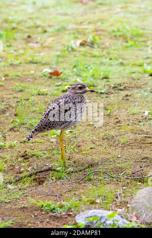 Oiseau à genou épais tacheté, (Burhinus capensis), dikkkkop tacheté, côté de genou épais de cap sur ou profil dans la nature, le Cap, Afrique du Sud Banque D'Images