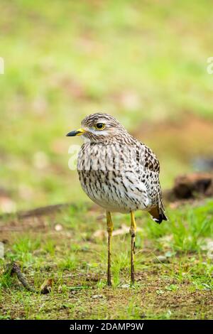 gros plan d'un oiseau à genou épais tacheté (Burhinus capensis), d'un dikkkkop tacheté, d'un portrait à genou épais de cap dans la nature à Cape Town, en Afrique du Sud Banque D'Images
