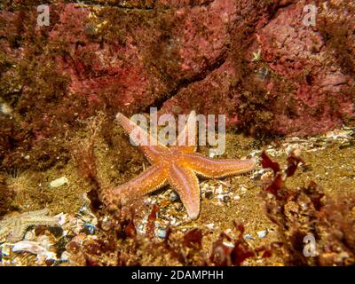 Un gros plan d'une étoile commune, d'une étoile commune de mer ou d'une étoile de sucre, Asterias Rubens. Photo des îles Weather, mer de Skagerack, Suède Banque D'Images