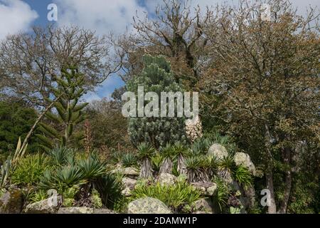 Rock Garden avec un arbre d'argent, plante de yucca à fleurs, pin de l'île Norfolk et succulent Palms sur l'île de Tresco dans les îles de Scilly, Angleterre Banque D'Images