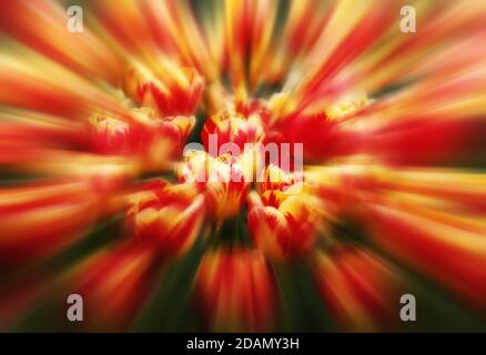 Tulipes. Un arrière-plan floral doux avec un effet de flou Banque D'Images