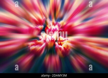 Tulipes. Un arrière-plan floral doux avec un effet de flou Banque D'Images