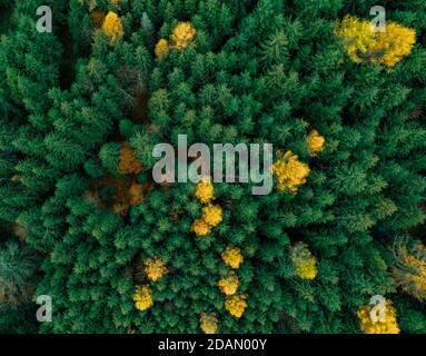 Photographie aérienne d'une forêt alpine suisse en automne avec quelques arbres jaunes lumineux se tenant contre la forêt de pins verts. Banque D'Images