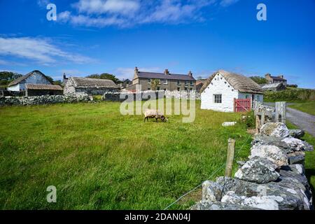 Cregneash le village musée vivant avec thatching traditionnel sur des cottages et brebis loaghtan Banque D'Images