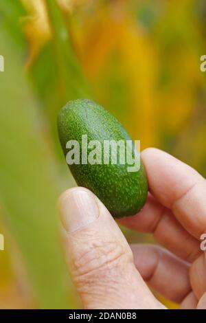 Mini avocat. Banque D'Images