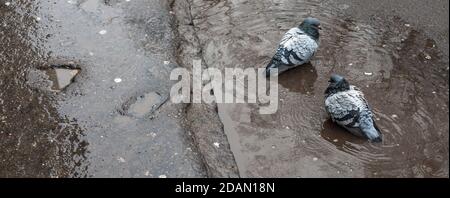 Jour de pluie. Pigeon mouillé dans un flaque d'eau Banque D'Images