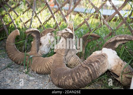 Plusieurs grandes cornes de moutons en spirale cultivées en Altaï Banque D'Images