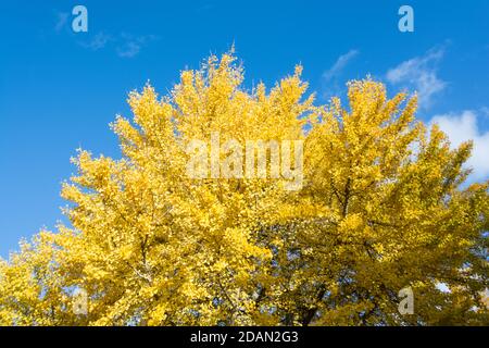 Un ciel bleu et un arbre à poils automnal de Ginkgo biloba Maidenhair Banque D'Images