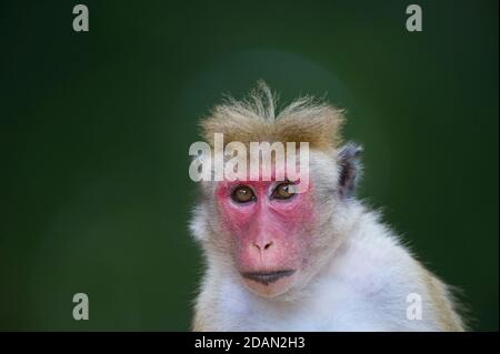 Toque Macaque dans le parc national de Yala Sri Lanka Banque D'Images