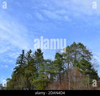 Vue sur les grands sapins vus de dessous sous un beau ciel bleu nuageux. Banque D'Images