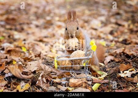 Écureuil prenant un écrou d'un petit chariot de magasinage plein de noix sur un fond de feuillage flou. Gros plan, mise au point sélective. Banque D'Images