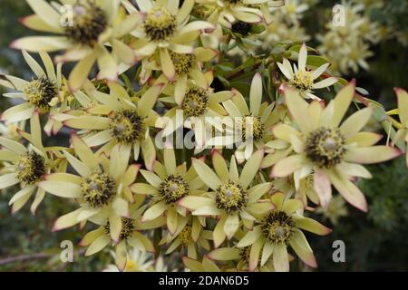 calico aster fleur tête étonnante en fleur Banque D'Images