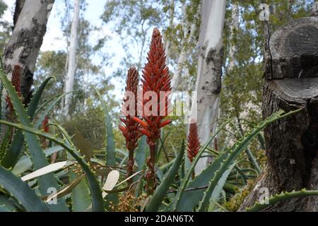 des aloes succulentes poker rouge vif comme des fleurs Banque D'Images