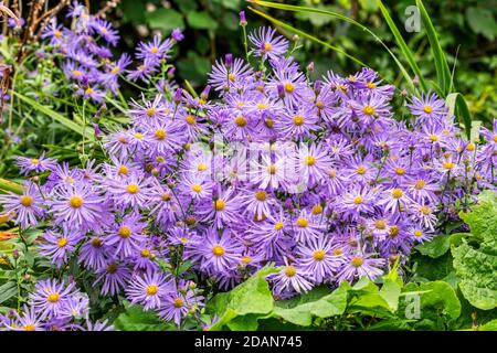 Aster x frikartii 'Monch' une plante herbacée vivace d'été d'automne vivace plante communément connue sous le nom de Michaelmas Daisy, image de stock photo Banque D'Images