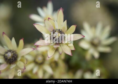 calico aster fleur tête étonnante en fleur Banque D'Images