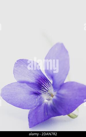 Cliché vertical d'une fleur violette alpine sur fond blanc avec espace pour votre texte Banque D'Images