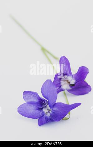 Cliché vertical d'une fleur violette alpine sur fond blanc avec espace pour votre texte Banque D'Images