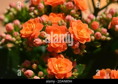 Kalanchoe aux fleurs orange vif. Un succulent, grand comme une maison ou à l'extérieur dans le jardin Banque D'Images