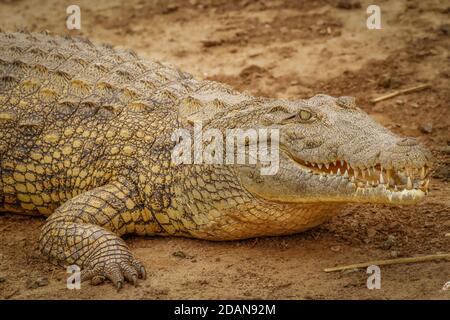 Gros plan Crocodile du Nil (Crocodylus niloticus) au chenal Kazinga, parc national de la Reine Elizabeth, Ouganda. Banque D'Images