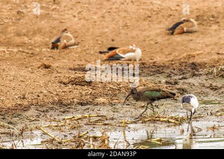 Hadada ibis (Bostrychia hagedash), également appelé hadeda et ibis sacré africain (Threskiornis aethiopicus) , Parc national de la Reine Elizabeth, Ouganda. Banque D'Images