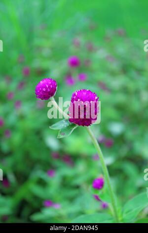 Gros plan globe violet vif fleurs Amaranth avec champ de fleurs flou En toile de fond Banque D'Images