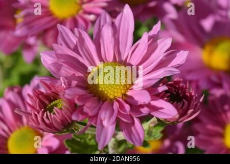 Belles fleurs roses, Chrysanthemum Clara Curtis Banque D'Images