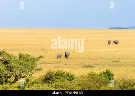 Éléphants dans un magnifique paysage de savane Banque D'Images