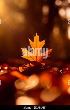 Une feuille de chêne d'or se tenant entouré d'automnal feuilles Banque D'Images