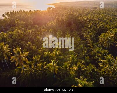 Plantation de cocotiers avec lumière chaude le matin dans une île tropicale. Vue aérienne avec palmiers Banque D'Images