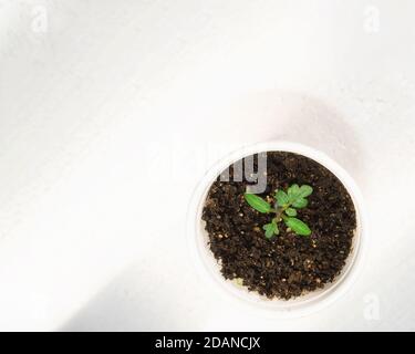 petit germe de tomate sur fond gris d'une tasse en plastique Banque D'Images