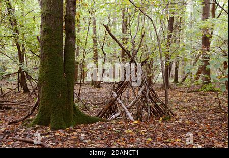 Abri improvisé à la wigwam construit à partir de branches tombées parmi des arbres moussy dans une forêt automnale Banque D'Images