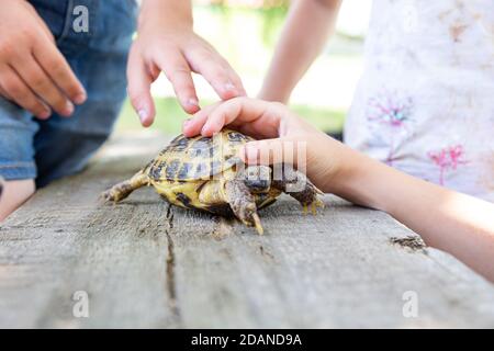 La tortue terrestre d'Asie centrale marche sur une planche de bois et regarde dans la caméra. Les enfants tiennent la tortue par la carapace avec leurs mains et la frappe. Banque D'Images