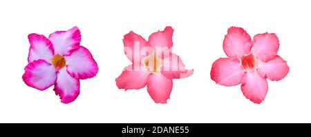 Trois fleurs d'Adenium isolées sur fond blanc. Avec chemin d'écrêtage. Banque D'Images