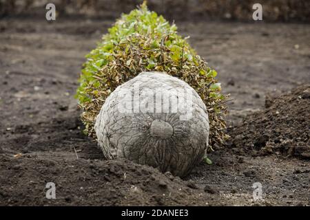 Petit arbre aux racines prêt à être planté sur un ciel nuageux et froid jour de novembre. Banque D'Images