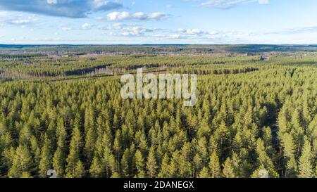 Vue aérienne de la forêt de conifères européenne à l'esker de l'âge de la glace, poussant principalement des pins ( pinus sylvestris ) , Finlande Banque D'Images