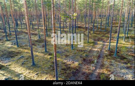 Vue aérienne de la forêt de taïga européenne éclaircie à l'esker de l'âge de la glace , poussant principalement des pins ( pinus sylvestris ) , Lintharju Finlande Banque D'Images