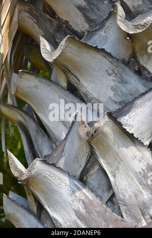 Vue rapprochée du tronc texturé d'un cocotier avec branches coupées superposées. Banque D'Images