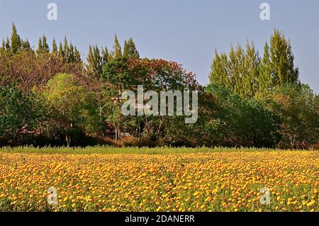 Un champ de marigolds jaunes et dorés sur fond d'arbres automnaux et d'un ciel bleu vif. Banque D'Images