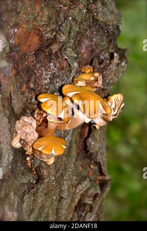 Champignon jaune croissant du côté d'un tronc d'arbre à ronce avec écorce de mousse, qui s'écaille. Banque D'Images