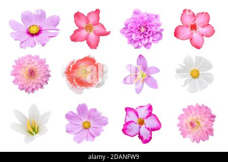 Collection de différentes fleurs colorées (coquelicots, Dahlia, Cosmos, Crocus, Adenium) isolé sur fond blanc avec chemin de coupure Banque D'Images