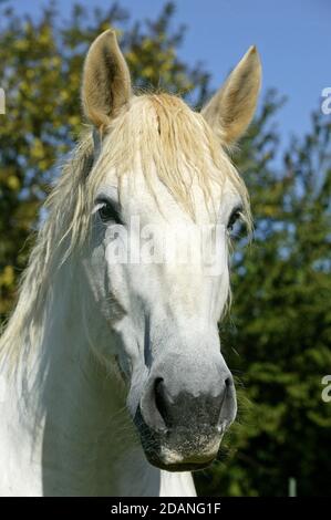 PERCHERON HORSE, PORTRAIT D'ADULTE Banque D'Images