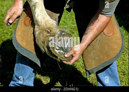 Un SHODING FORGERON PERCHERON HORSE, DÉPÔT DE LA HOFF, NORMANDIE EN FRANCE Banque D'Images