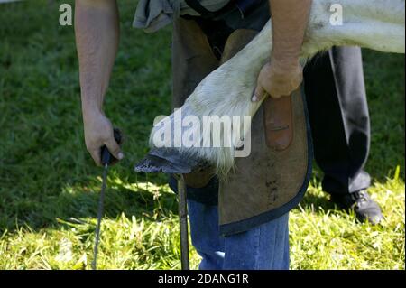 Un SHODING FORGERON PERCHERON HORSE, LE DÉPÔT DES ALIMENTS, LA NORMANDIE À LA FRANCE Banque D'Images